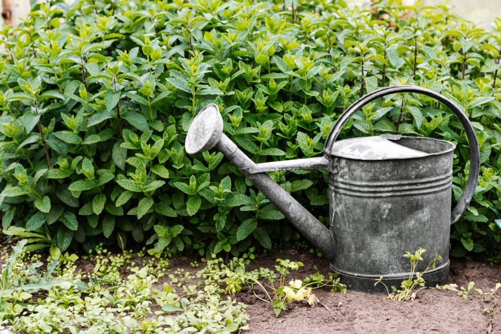 A metal watering can beside green shrubs in a garden setting, perfect for gardening themes.